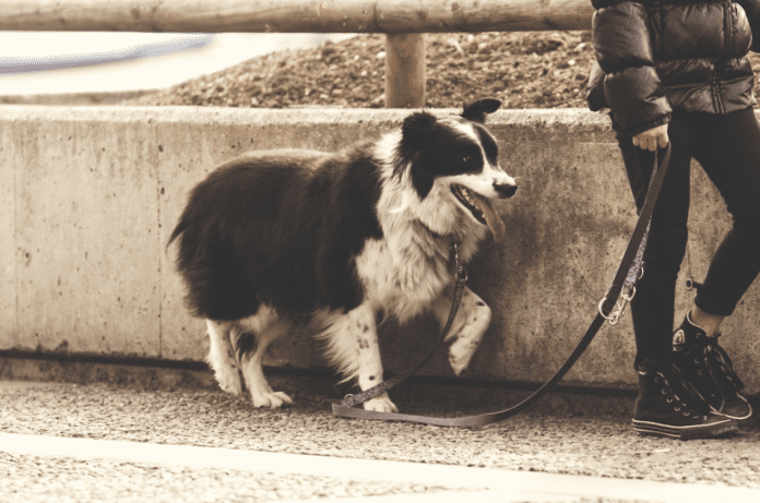 All About Dog Walking Services And Why It Is Essential